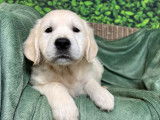 Des chiots Golden Retrievers LOF à réserver