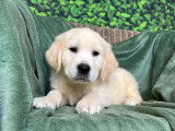 Des chiots Golden Retrievers LOF à réserver
