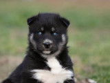 Un chiot m&acirc;le noir Husky Sib&eacute;rien LOF, de d&eacute;cembre 2022, &agrave; r&eacute;server