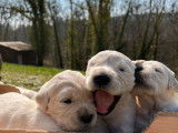 12 chiots Golden Retrievers LOF, de janvier 2023, &agrave; r&eacute;server