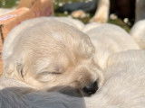 12 chiots Golden Retrievers LOF, de janvier 2023, &agrave; r&eacute;server