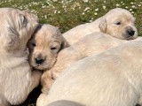 12 chiots Golden Retrievers LOF, de janvier 2023, &agrave; r&eacute;server