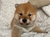 3 chiots Shiba Inus LOF à réserver