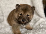 3 chiots Shiba Inus LOF à réserver