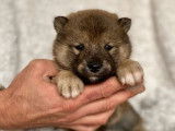 3 chiots Shiba Inus LOF à réserver