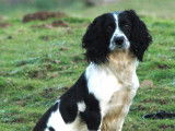 Mise à la vente de 2 chiots Springers Anglais bicolores (LOF)