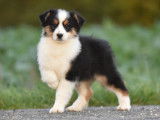 Vente de 6 chiots Bergers Australiens LOF