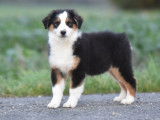 Vente de 6 chiots Bergers Australiens LOF