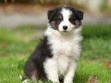 Vente de 6 chiots Bergers Australiens LOF