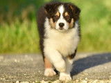 Vente de 6 chiots Bergers Australiens LOF