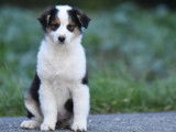 Vente de 6 chiots Bergers Australiens LOF