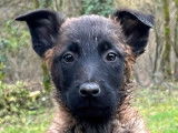 6 chiots Bergers Belges Malinois LOF à vendre