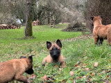 6 chiots Bergers Belges Malinois LOF à vendre