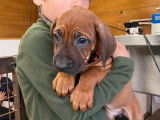 Chiots Rhodesian Ridgeback à vendre (LOF)