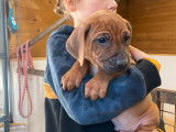 Chiots Rhodesian Ridgeback à vendre (LOF)