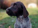 5 chiots Korthals LOF mâles bicolores à céder