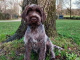 5 chiots Korthals LOF mâles bicolores à céder