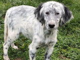Vente de 5 chiots Setters Anglais LOF mâles bicolores
