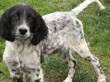 Vente de 5 chiots Setters Anglais LOF mâles bicolores