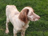 Vente de 5 chiots Setters Anglais LOF mâles bicolores