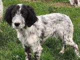 Vente de 5 chiots Setters Anglais LOF mâles bicolores