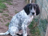 Vente de 5 chiots Setters Anglais LOF mâles bicolores