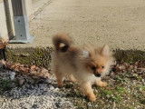 Un chiot Spitz Allemand mâle fauve LOF à céder
