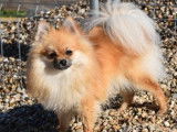 Un chiot Spitz Allemand mâle fauve LOF à céder