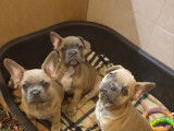 Chiots de type Bouledogue Français à vendre (3 femelles & 2 mâles)
