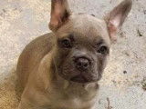 Chiots de type Bouledogue Français à vendre (3 femelles & 2 mâles)