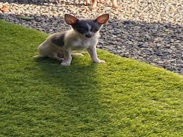 Chiot de type Chihuahua mâle à vendre