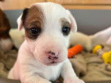 Magnifiques chiots Jack Russel LOF à vendre