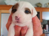Magnifiques chiots Jack Russel LOF à vendre
