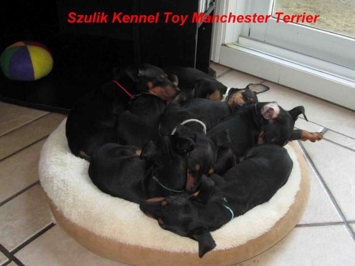 Chiots Terrier Manchester toy à vendre
