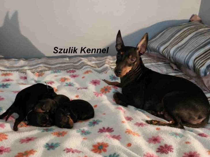 Chiots Terrier Manchester toy à vendre