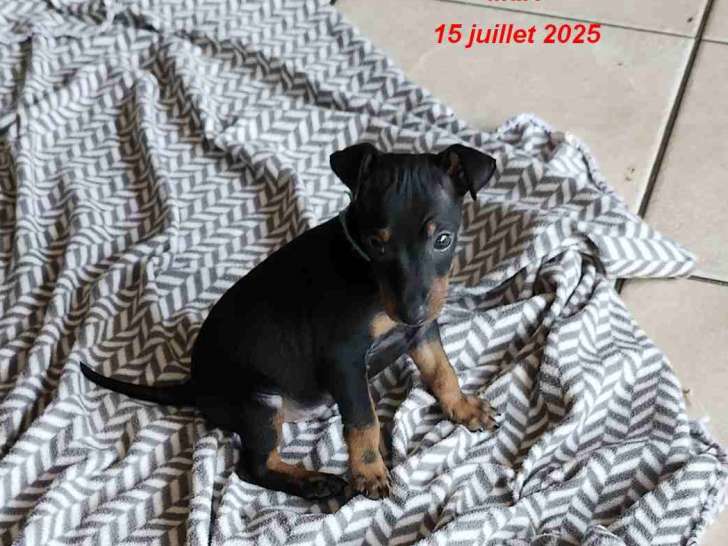 Chiots Terrier Manchester toy à vendre