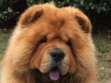 Mâle Chow Chow pour saillie