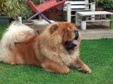 Mâle Chow Chow pour saillie