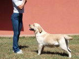 Mâle Labrador jaune LOF pour saillie