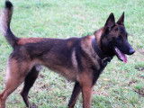 Un chien Berger Belge Malinois LOF de 22 mois à la vente
