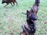 Un chien Berger Belge Malinois LOF de 22 mois à la vente