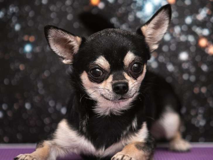Un chien Chihuahua mâle tricolore de 2 ans disponible