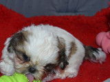 Un chiot mâle Shih Tzu mini à vendre (LOF)
