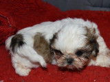 Un chiot mâle Shih Tzu mini à vendre (LOF)