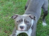 Americain Stafforshire mâle disponible pour saillie