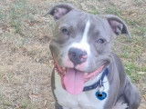 Americain Stafforshire mâle disponible pour saillie
