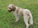 Cherche mâle Lagotto Romagnolo pour saillie