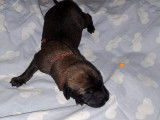 Chiot de type Berger Belge Malinois à vendre