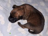 Chiot de type Berger Belge Malinois à vendre