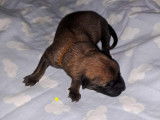 Chiot de type Berger Belge Malinois à vendre